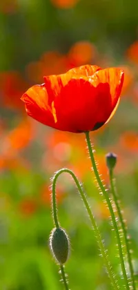 This phone live wallpaper boasts a mesmerizing image of a red poppy flower in a field against a natural greenery backdrop