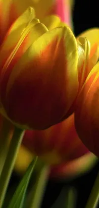 Enhance your phone&#39;s screen display with this lively and captivating live wallpaper featuring the close-up of a bunch of yellow and red tulips