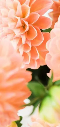 This phone live wallpaper features a stunning close-up of a bunch of flowers in shades of peach and dahlias