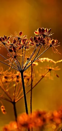 This live wallpaper features a macro image of a plant at sunset, set against a blurred background