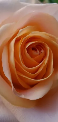 This live wallpaper showcases a stunning close-up view of a pink rose with green leaves, captured in a beautiful pale orange color palette