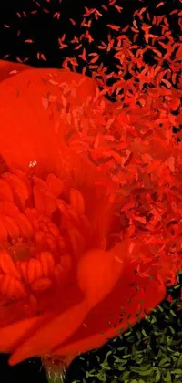 This live wallpaper for your phone showcases a beautiful red poppy flower on a lush green field
