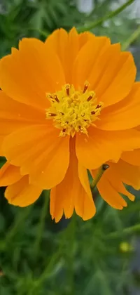 This stunning phone live wallpaper showcases a vivid yellow-orange cosmos flower in close-up, with a blurry background adding to its beauty