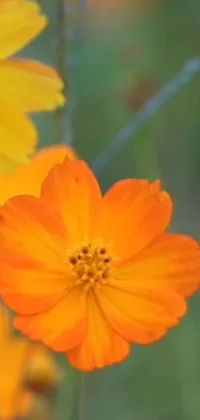 This phone live wallpaper features a stunning macro photograph of orange flowers on a lush green field for a serene atmosphere