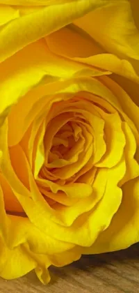 This phone live wallpaper showcases a beautiful close up of a yellow rose, with no filters to enhance its natural beauty
