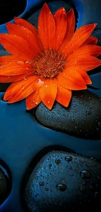 This phone live wallpaper showcases a stunning photorealistic painting of an orange flower resting on black rocks, with a background of a beautiful water surface