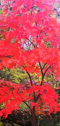 This live wallpaper features a stunning red tree in the midst of a verdant forest