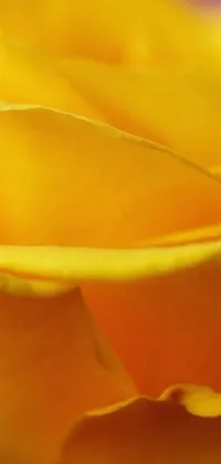 Flower Orange Plant Live Wallpaper