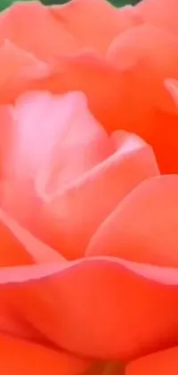 This phone live wallpaper showcases a magnificent digital painting of a vibrant orange flower growing out of a giant rose