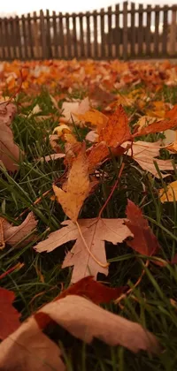 Experience the essence of autumn with this stunning phone live wallpaper