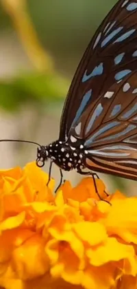 This phone live wallpaper features an exquisite close-up of a butterfly resting on a marigold flower
