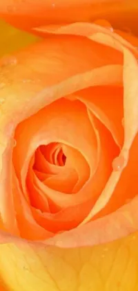 This live wallpaper depicts a breathtaking close-up shot of an orange rose, with water droplets on its petals adding freshness and purity