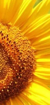This live wallpaper showcases a gorgeous close-up of a sunflower in golden hues