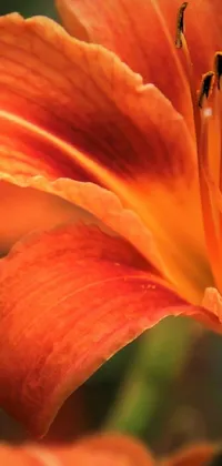 Enhance your phone with a visually stunning live wallpaper! This close-up shot depicts warm morning sunlight illuminating a beautiful bouquet of big lilies