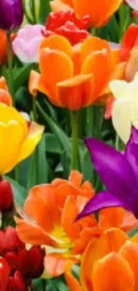 This lively phone live wallpaper showcases a field of tulips in various colors against a vibrant backdrop, creating a soothing and harmonious effect