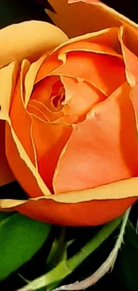 This phone live wallpaper showcases a gorgeous digital painting of an orange rose on a green leaf