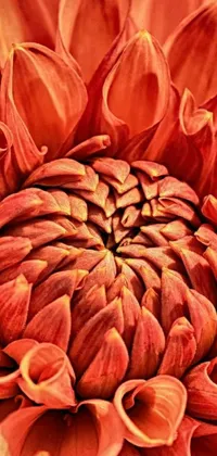 Flower Orange Plant Live Wallpaper