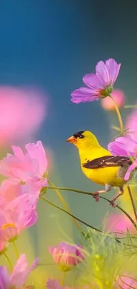 This phone live wallpaper features a stunning yellow bird perched on top of pink flowers, creating a colorful and lifelike scene for your device