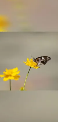 This live phone wallpaper boasts a striking minimalist design of a butterfly perched on a yellow flower