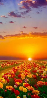 This sunset field of flowers phone live wallpaper depicts a picturesque scene of tulips in hues of red and yellow, swaying gently against a warm autumn backdrop