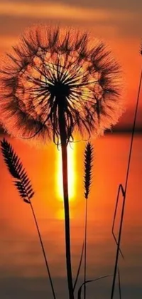 Transform your phone screen into a serene setting with this live wallpaper featuring a stunning sunset and a delicate dandelion in the foreground