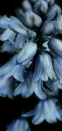 Flower Petal Blue Live Wallpaper