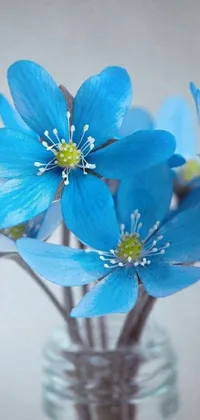Flower Petal Blue Live Wallpaper