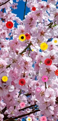 spring flowers 🌺 Live Wallpaper