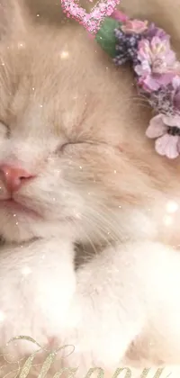 Flower Petal Cat Live Wallpaper