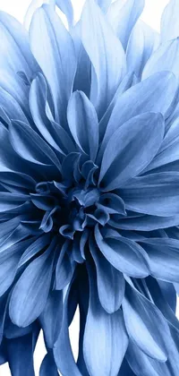 This phone live wallpaper features a blue flower with a white background