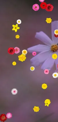 Flower Petal Font Live Wallpaper