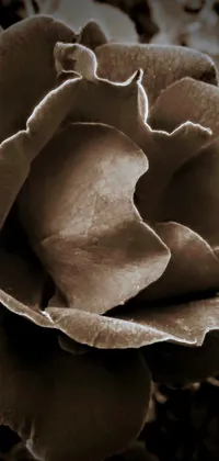This live wallpaper for your phone features a striking black and white image of a rose, with stippled textures that add depth and interest to the picture