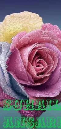 Flower Petal Hybrid Tea Rose Live Wallpaper