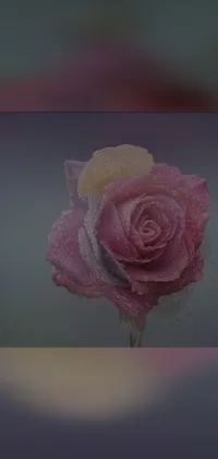 This beautiful live wallpaper showcases a stunning pink rose covered in delicate water droplets on its petals