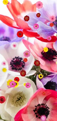 This phone live wallpaper displays a breathtaking close-up shot of a bouquet of anemones in a vase, featuring rich colors of red, white, blue, and black