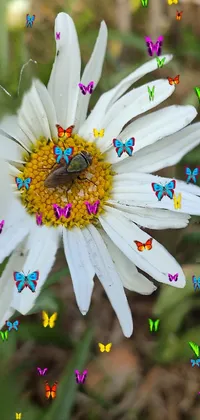 This live wallpaper showcases the beauty of nature with a stunning close-up of a hurufiyya (chamomile) flower and a bug