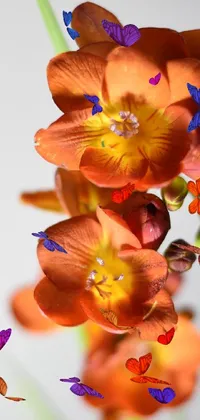 Flower Petal Orange Live Wallpaper