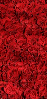 This stunning phone wallpaper features a digital rendering of a bunch of red roses set against a textured roses background