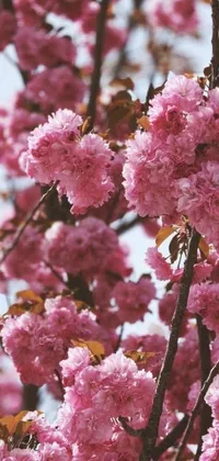 This phone live wallpaper features a beautiful bunch of pink flowers on a tree against a soft pastel pink background