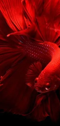 This stunning live wallpaper features a close-up of a vibrant red fish set against a black backdrop