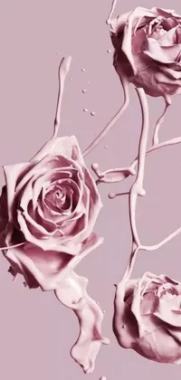This live phone wallpaper displays two pink roses with skin-like texture next to each other