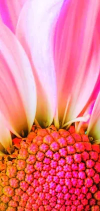 This phone live wallpaper showcases a close up of a stunning pink chrysanthemum set against a bright blue digital background