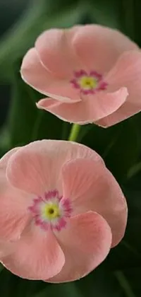 Flower Petal Pink Live Wallpaper