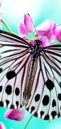 Enjoy a stunning close-up view of a purplish-pink flower with a delicate white and black-spotted butterfly resting upon it in this exquisite live wallpaper