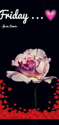 Add a romantic touch to your phone screen with a pink rose live wallpaper