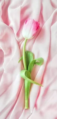 This phone live wallpaper exudes a pastel, romantic aesthetic with a single pink tulip set against a flowing pink-colored silk sheet