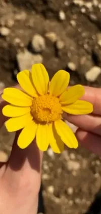 This phone live wallpaper showcases a stunning yellow flower against a nature documentary background