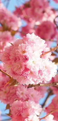This live phone wallpaper features closeup shots of delicate pink flowers blooming on a tree surrounded by traditional Japanese flower arrangements on a sunny day