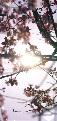 This phone live wallpaper features a beautiful flowering tree basking in the sunshine