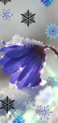 This live wallpaper features a serene purple flower resting atop a snow-covered landscape enhanced with mesmerizing blue light within